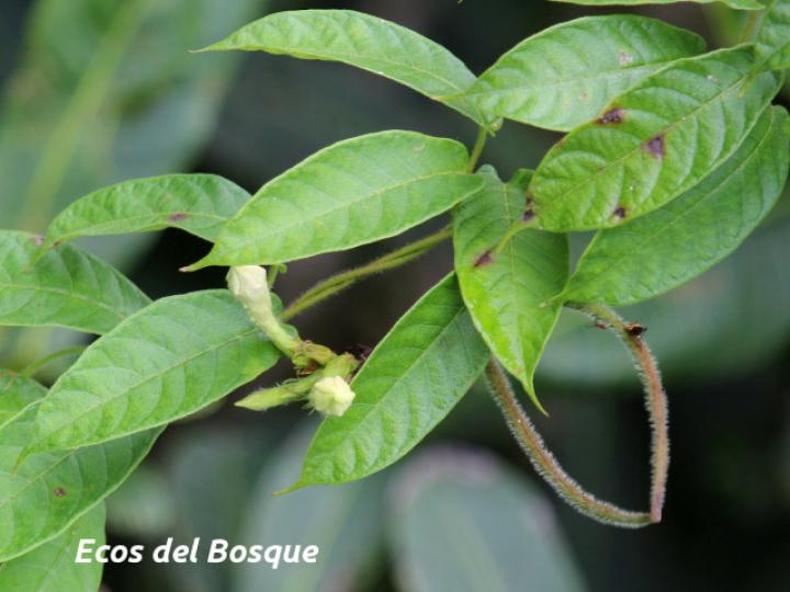 Mandevilla hirsuta