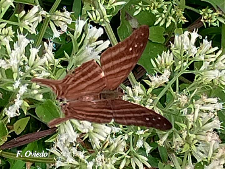 Marpesia chiron marinus (Alas de daga café)