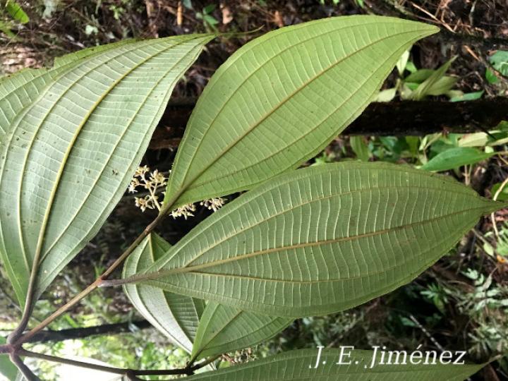 Miconia ligulata Miconia ligulata