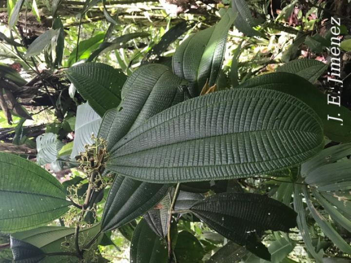 Miconia solearis Miconia solearis