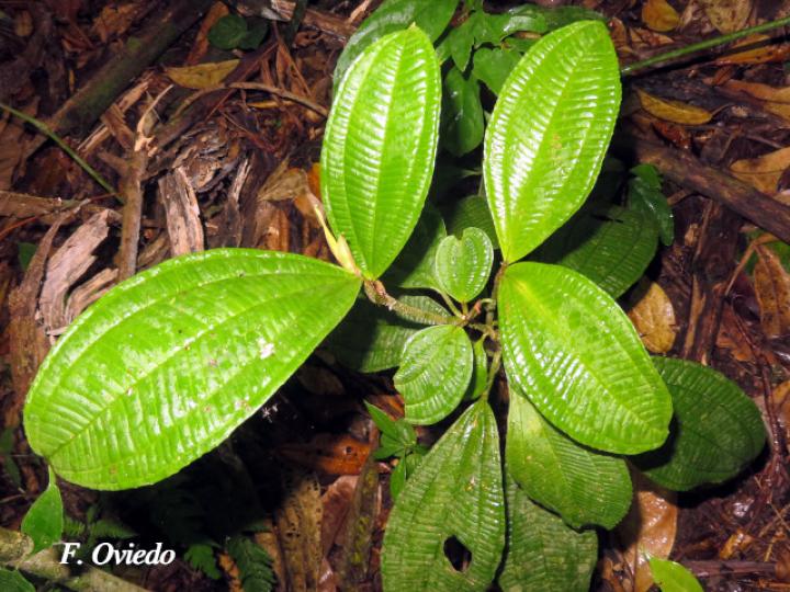 Miconia solearis Miconia solearis