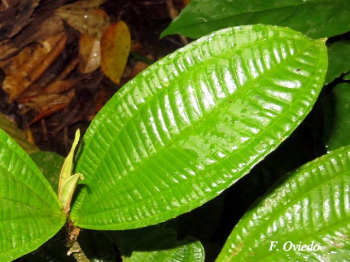 Miconia solearis Miconia solearis