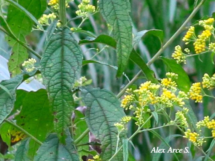 Neurolaena lobata (Gavilana) Neurolaena lobata (Gavilana)