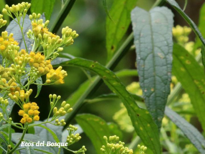 Neurolaena lobata (Gavilana) Neurolaena lobata (Gavilana)