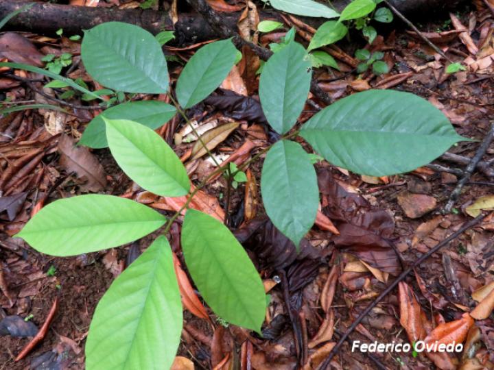 Ormosia amazonica (Nene)