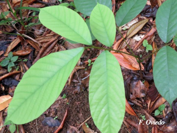 Ormosia amazonica (Nene)