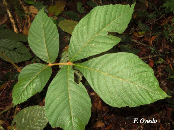 Paullinia rugosa