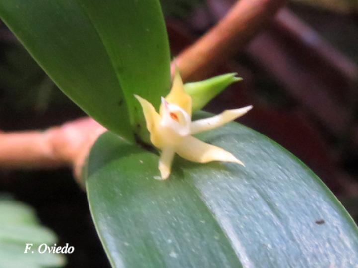 Prosthechea pygmaea