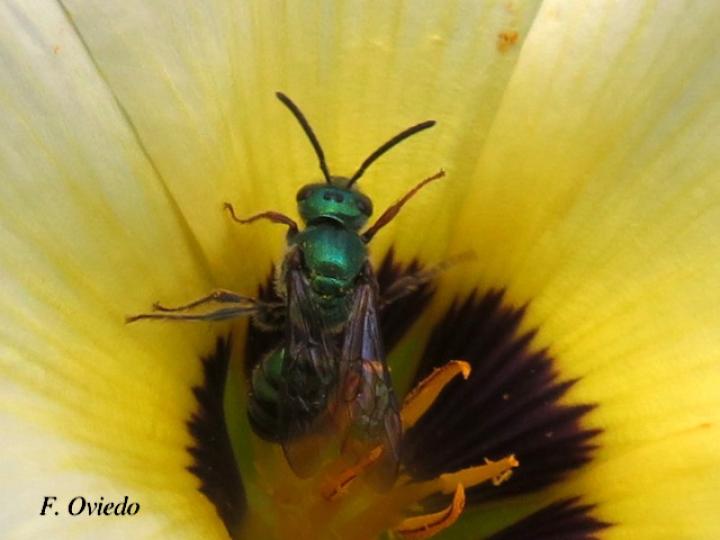 Pseudaugochlora graminea (Abeja esmeralda)