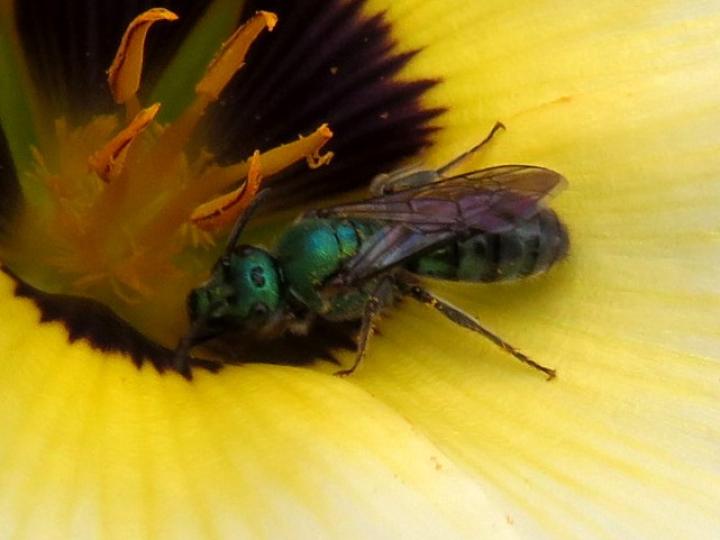 Pseudaugochlora graminea (Abeja esmeralda)