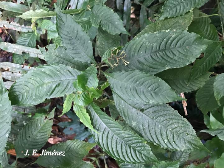 Psychotria cyanococca