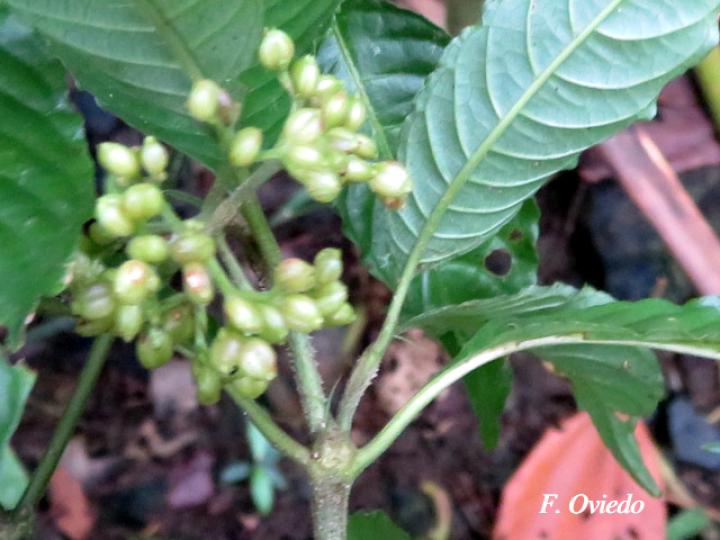 Psychotria cyanococca