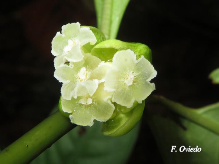 Psychotria platypoda