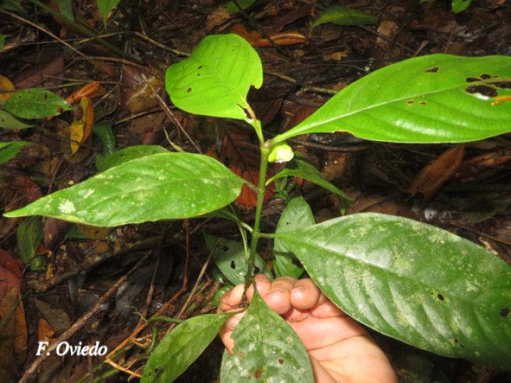 Psychotria platypoda
