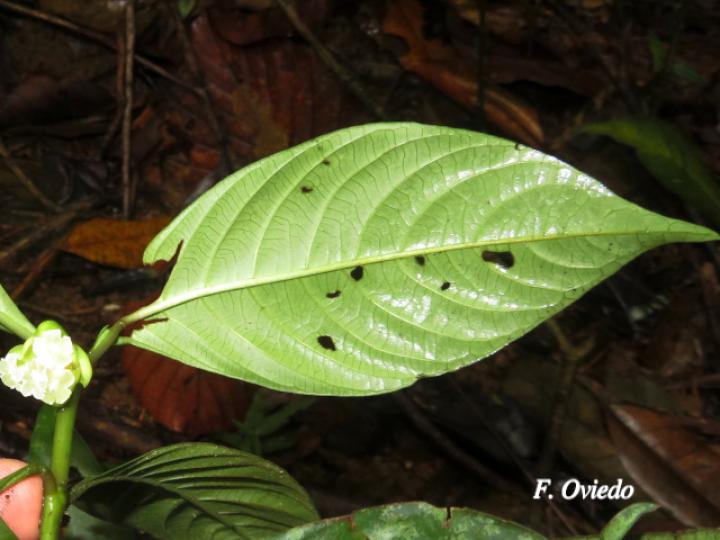 Psychotria platypoda