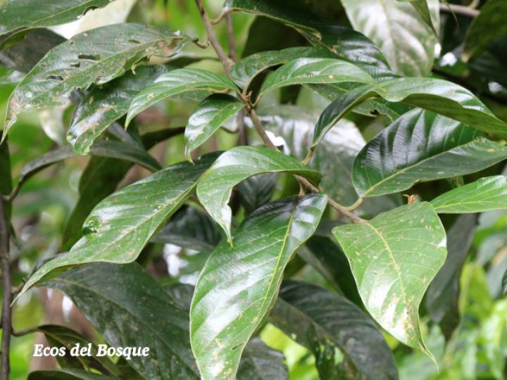 Rhodostemonodaphne kunthiana (Quizarrá negro)