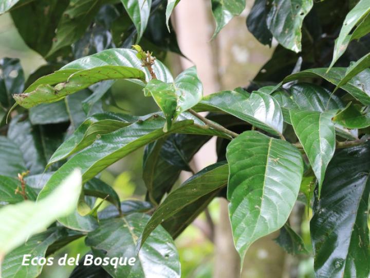 Rhodostemonodaphne kunthiana (Quizarrá negro)