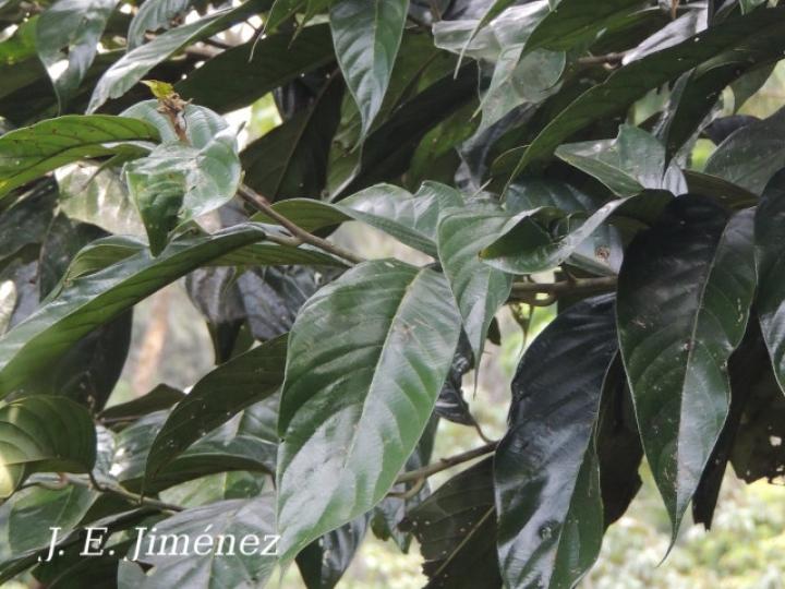 Rhodostemonodaphne kunthiana (Quizarrá negro)