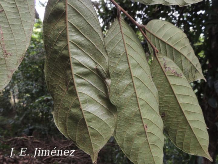 Rhodostemonodaphne kunthiana (Quizarrá negro)