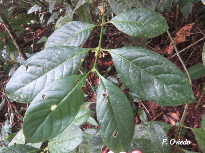 Ronabea latifolia