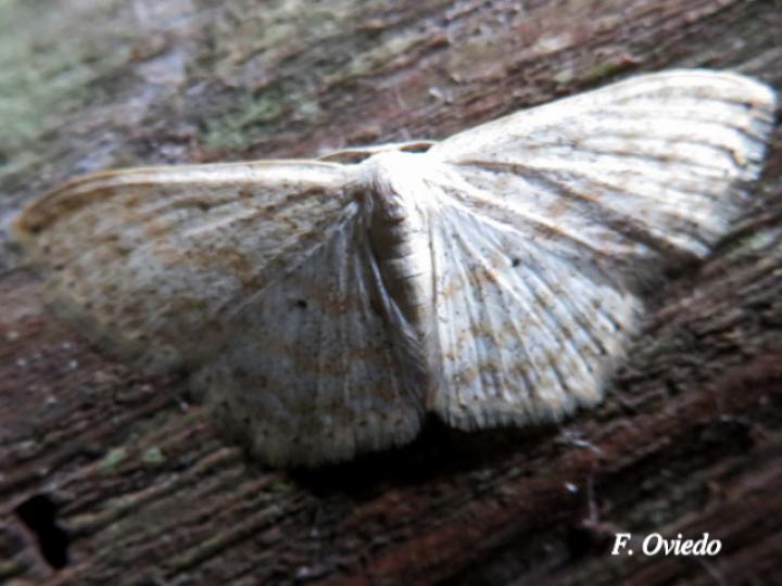 Scopula benitaria