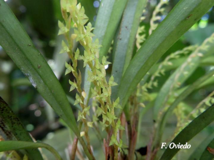 Stelis hymenantha