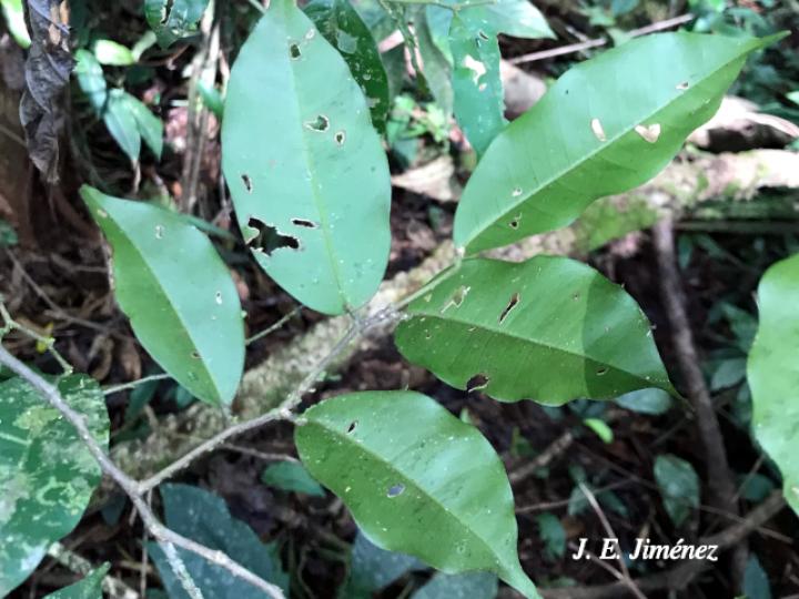 Swartzia costaricensis (Frijolillo)