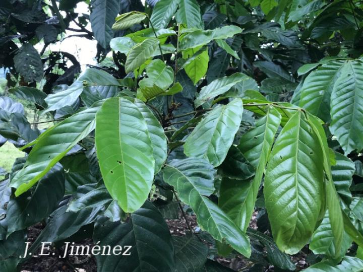 Tachigali costaricensis (Tostado)