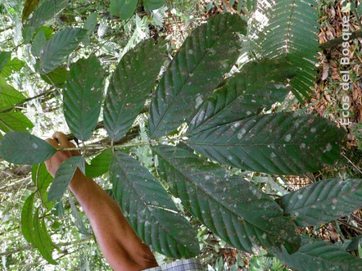 Tachigali costaricensis (Tostado)