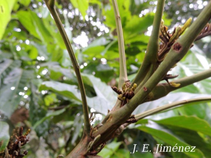 Tachigali costaricensis (Tostado)
