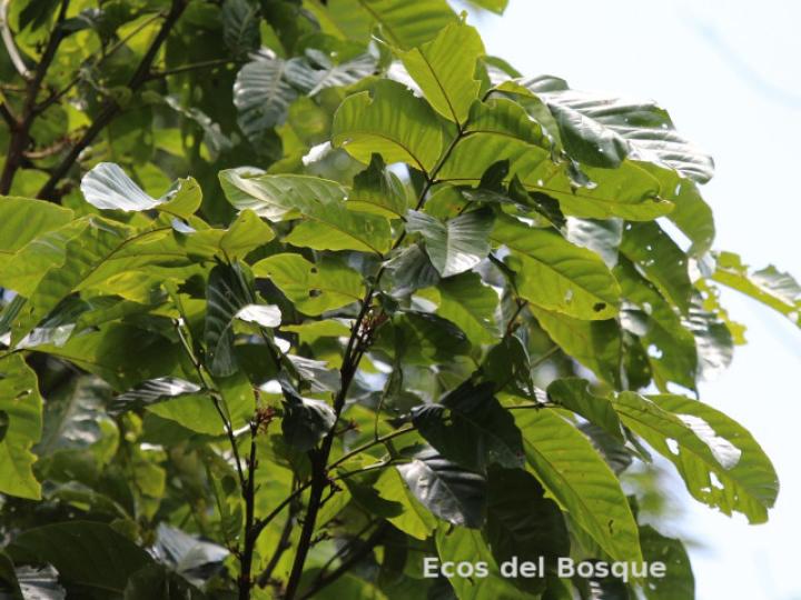 Tachigali costaricensis (Tostado)