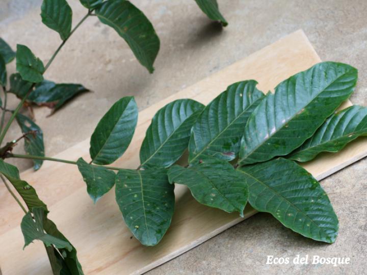 Tachigali costaricensis (Tostado)