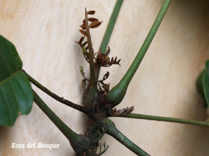 Tachigali costaricensis (Tostado)