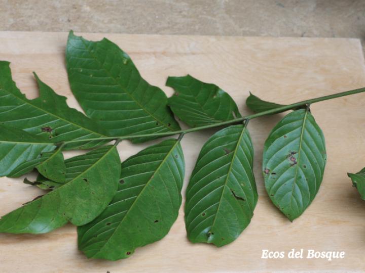 Tachigali costaricensis (Tostado)