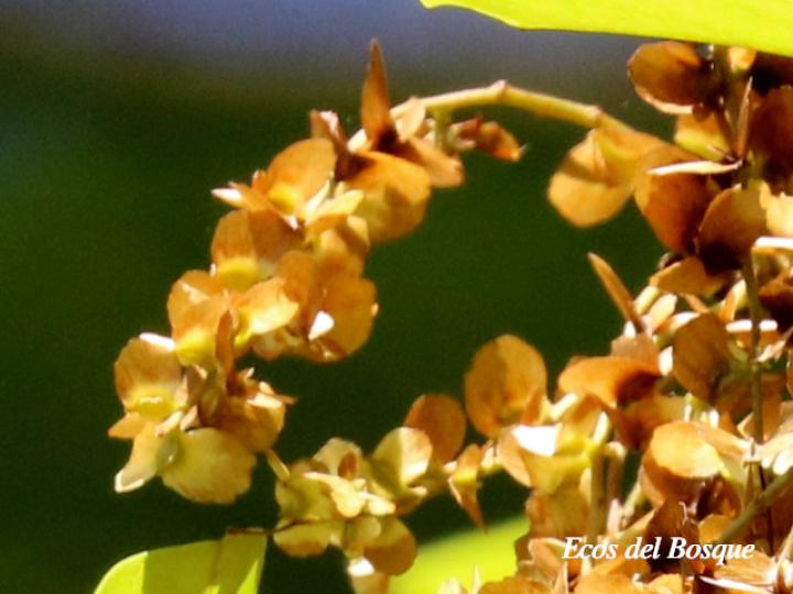 Terminalia amazonia (Roble coral o Amarillón)