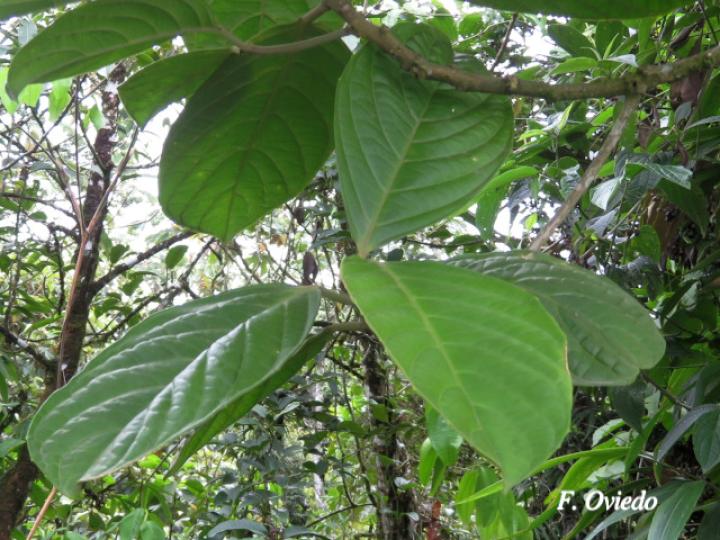 Tetrorchidium robledoanum