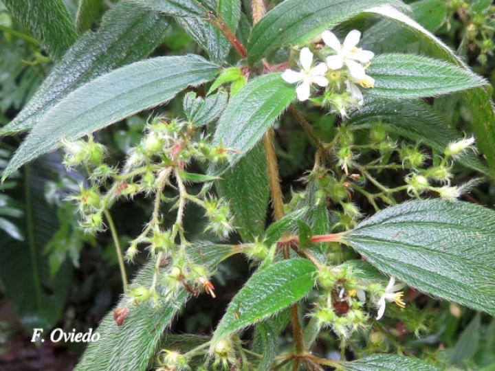 Tibouchina longifolia