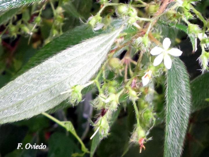 Tibouchina longifolia