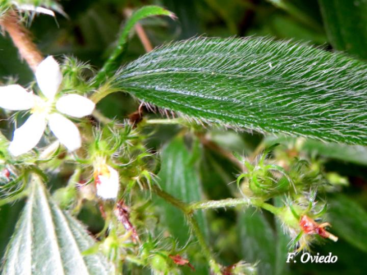 Tibouchina longifolia