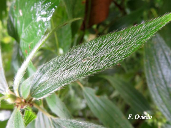Tibouchina longifolia