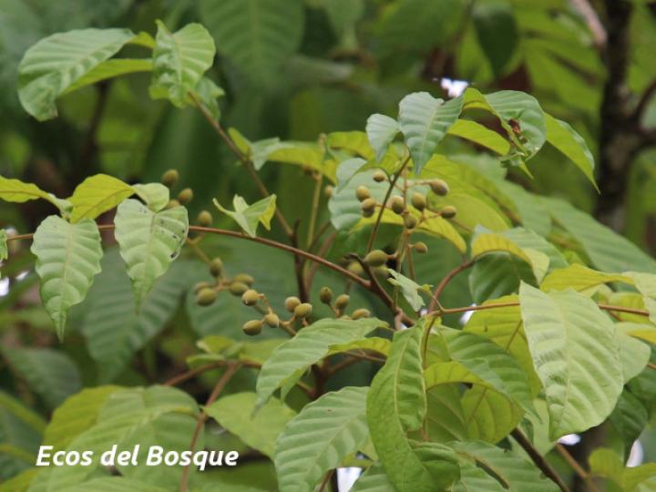 Trichilia martiana (Manteco)