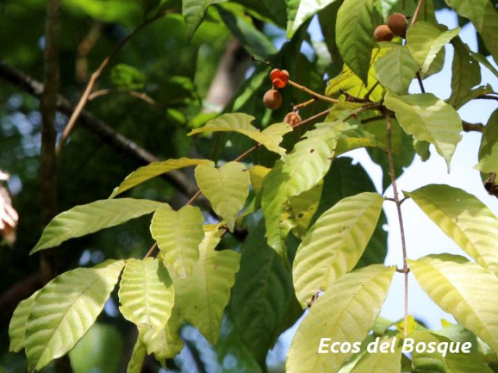 Trichilia martiana (Manteco)