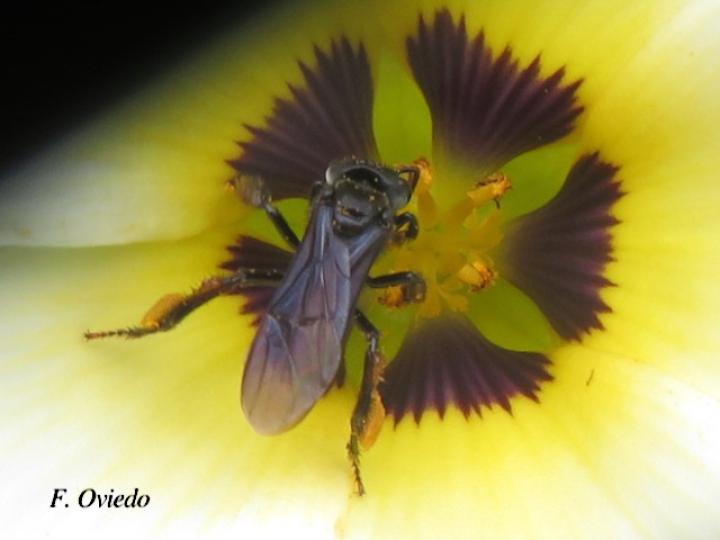 Trigona fuscipennis (Conga)