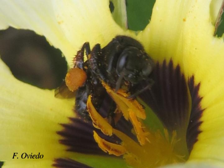 Trigona fuscipennis (Conga)