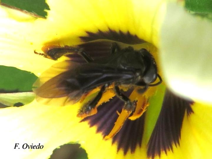 Trigona fuscipennis (Conga)