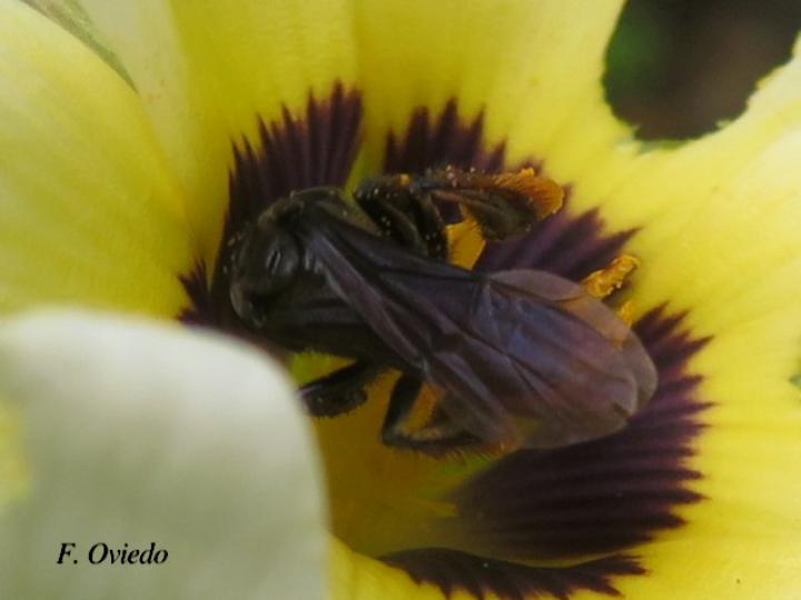 Trigona fuscipennis (Conga)