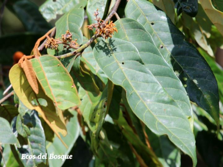 Virola sebifera (Cotón, fruta dorada)
