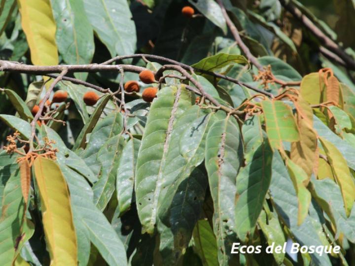 Virola sebifera (Cotón, fruta dorada)