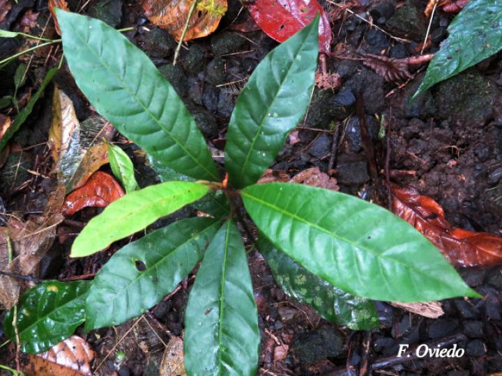 Virola sebifera (Cotón, fruta dorada)
