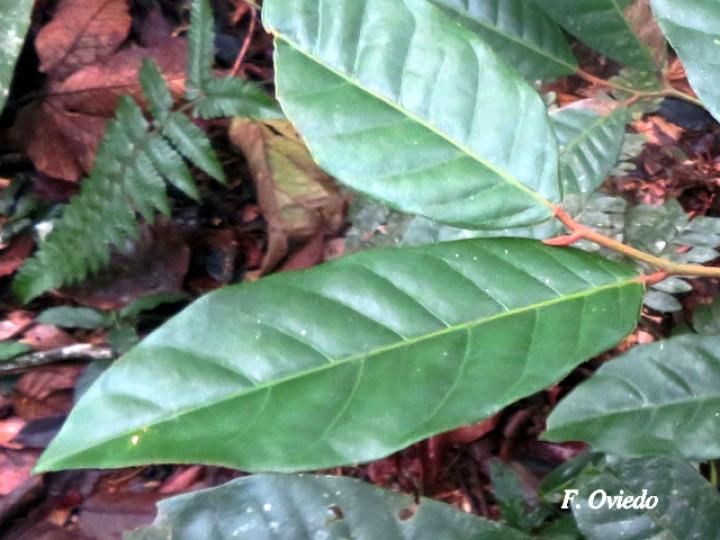 Virola sebifera (Cotón, fruta dorada)